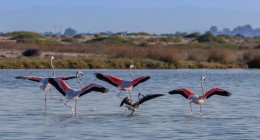 Pink flamingos in the Ionian
