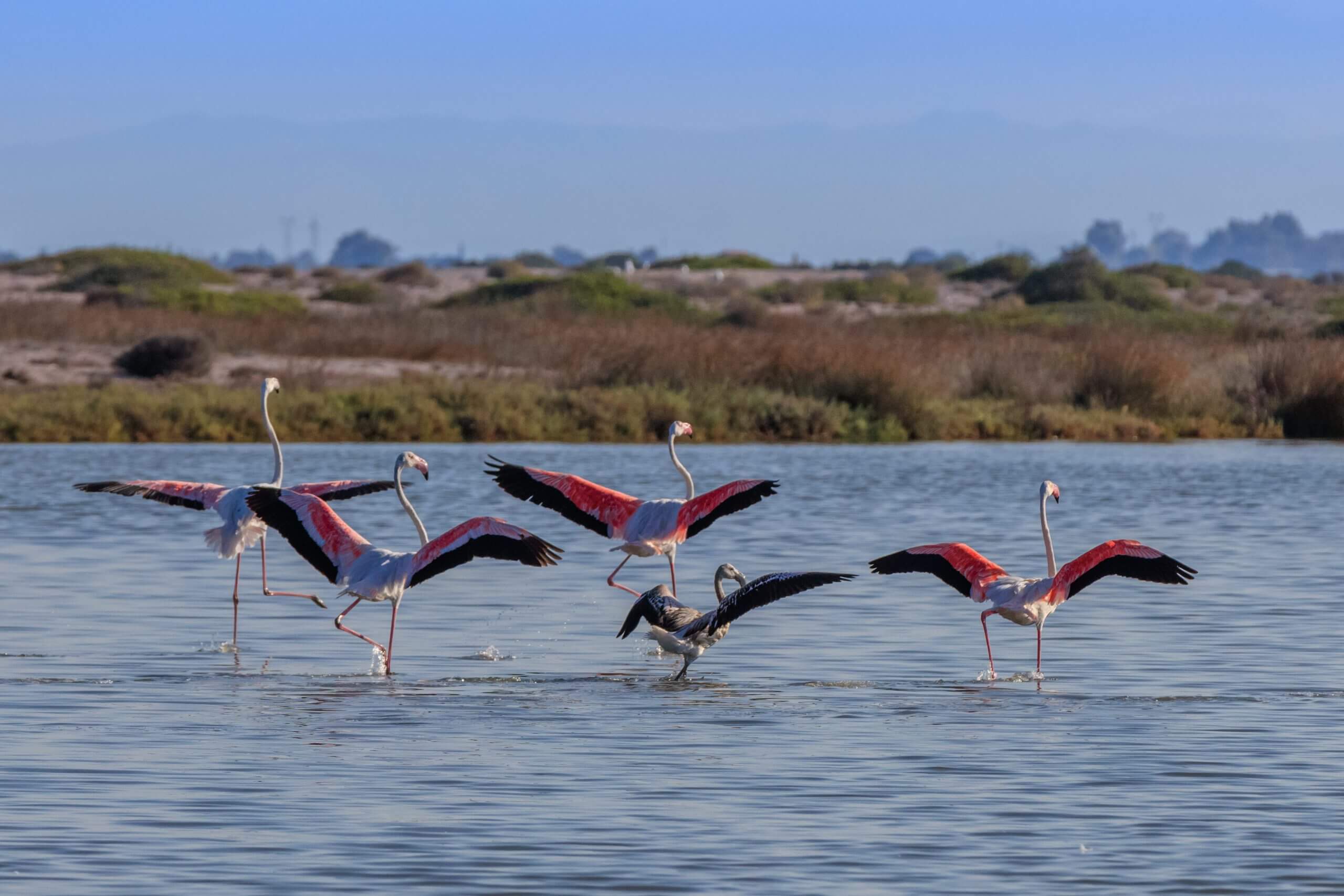 Pink flamingos in the Ionian